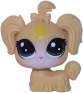 No # Maltese "Sandalwood"